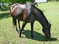 Dalma (gest. 27.05.2017)