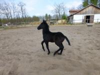 Aramis in Aktion